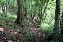 ... und Wald