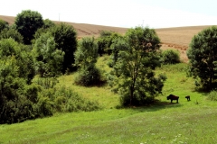 005_OX-BoW-Bison