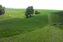 006_OX-BoW-großeWiese