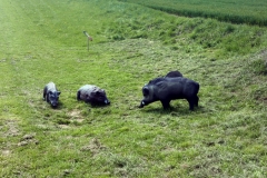 007_OX-BoW-Wildschwein-großeWiese