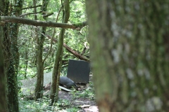009_OX-BoW-Dachs