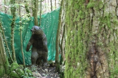 011_OX-BoW-Bär