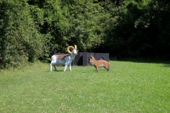 012_OX-BoW-Dickhornschaf