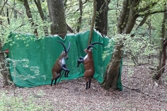 013_OX-BoW-Steinbock
