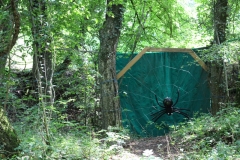 016_OX-BoW-Spinne