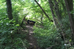 020_OX-BoW-Rehbock