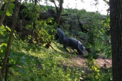 021_OX-BoW-Javelinas